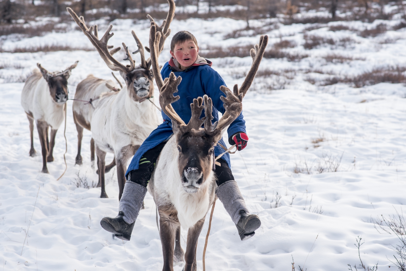 Photo: Mongolian Reindeer in traditionally Tsaatan family on their Reindeers at Taiga, Mongolia | Shutter stock