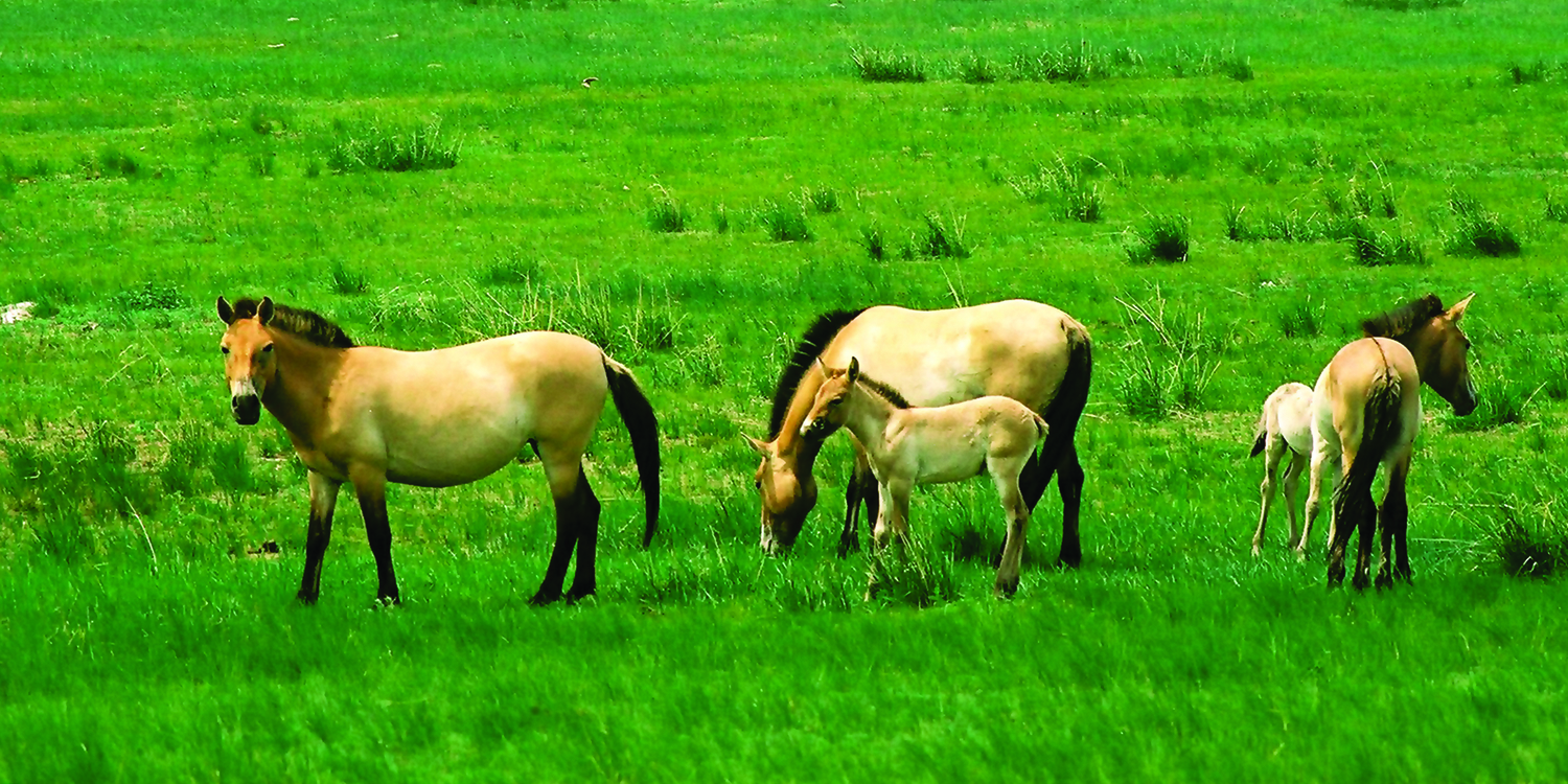 How to See Przewalski’s Wild Horse, Takhi Wild horse | Selena Travel