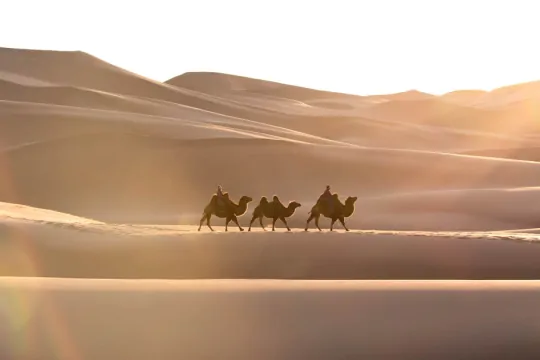 Camel riding through Khongor Sand Dunes   | Gobi Odyssey | Gobi Desert Tour Mongolia | Dune