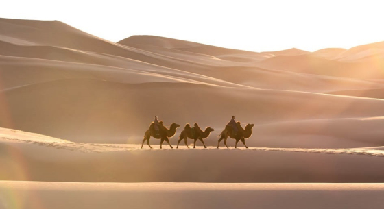 Camel riding through Khongor Sand Dunes   | Gobi Odyssey | Gobi Desert Tour Mongolia | Dune