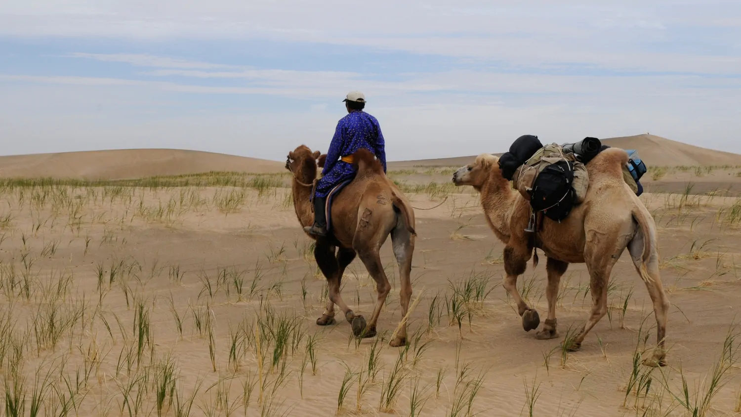 Camel riding experience