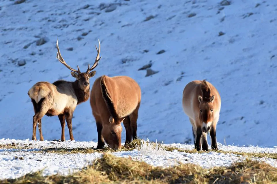 Takhi wild horses and Deer at Hustai National Park