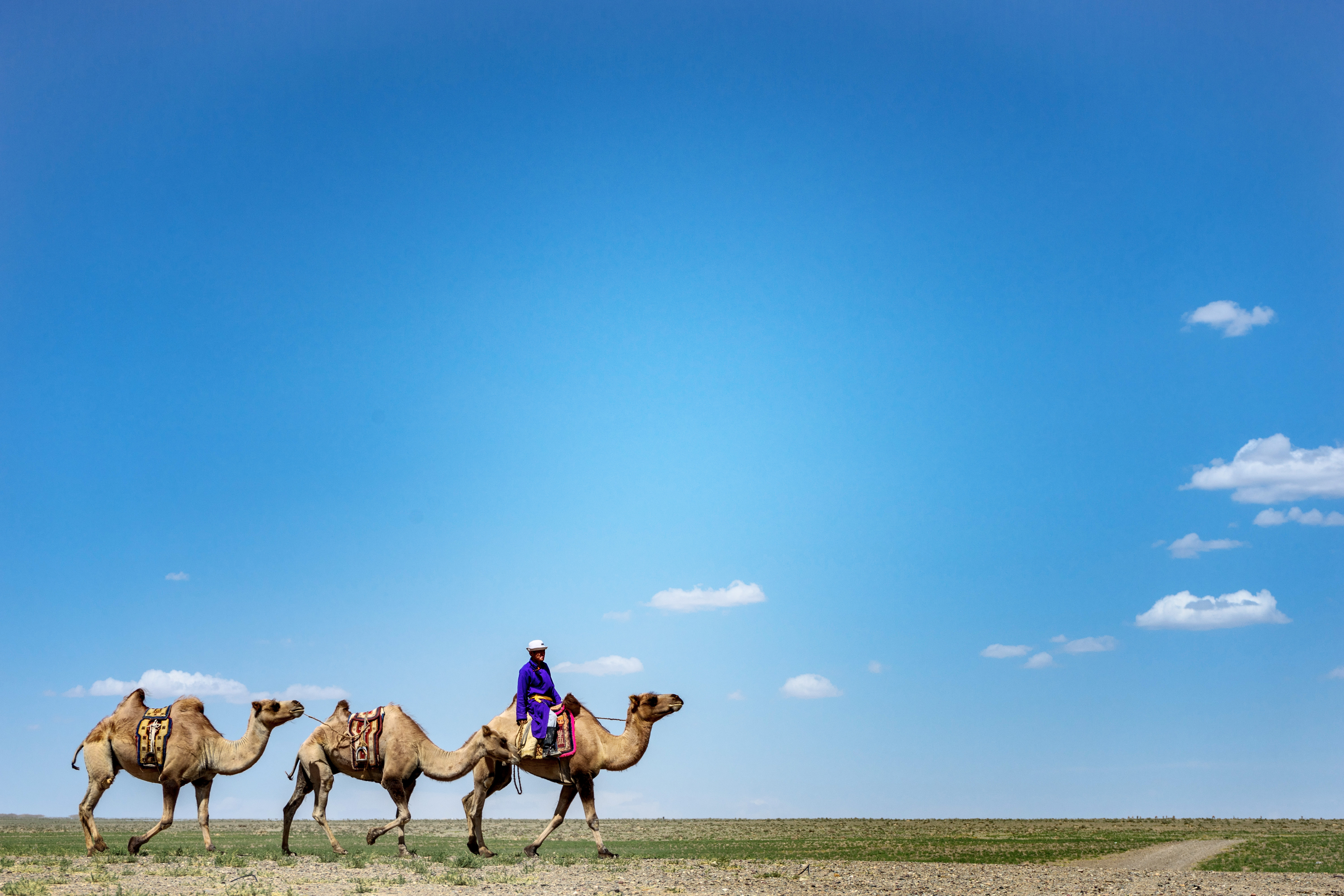 Camel riding in Mongolia