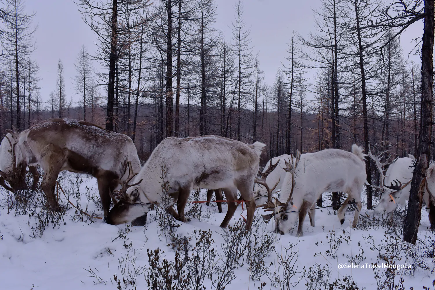 Beautiful Toilogt ger camp in Winter