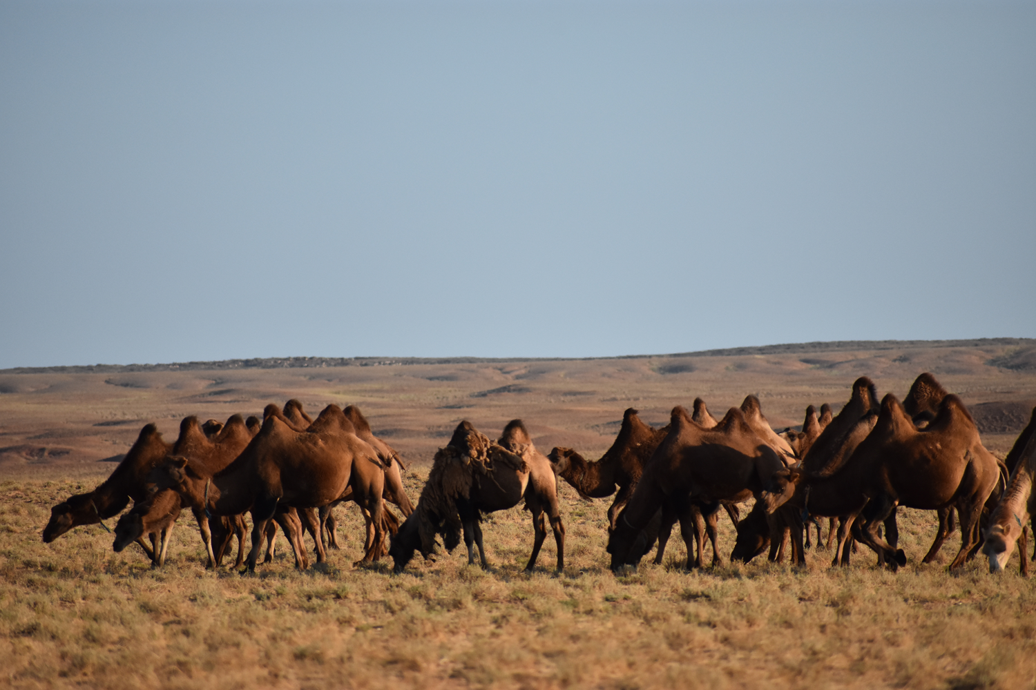 Gobi Odyssey, all-year Mongolia tours