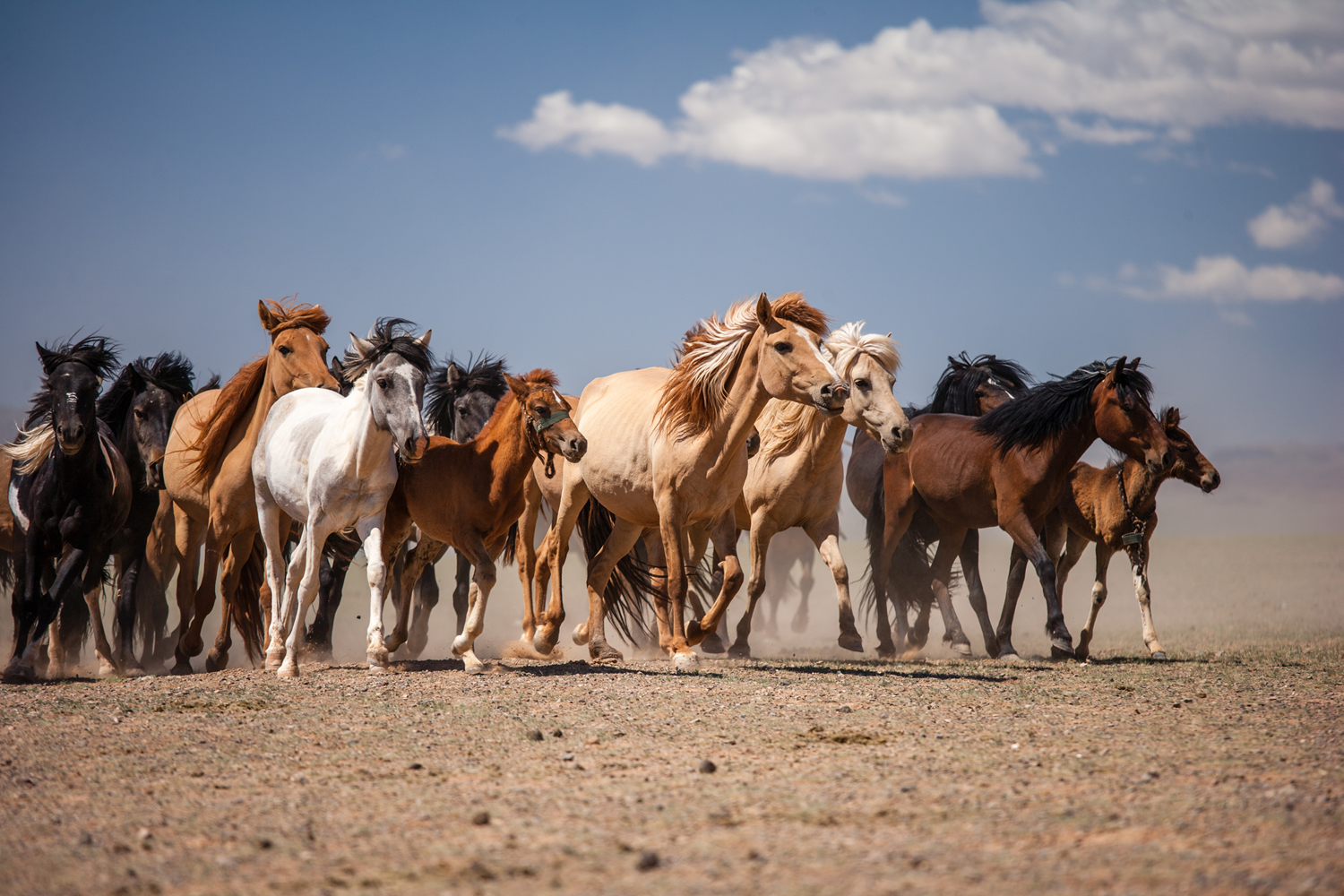 Half wild Horses in Mongolia