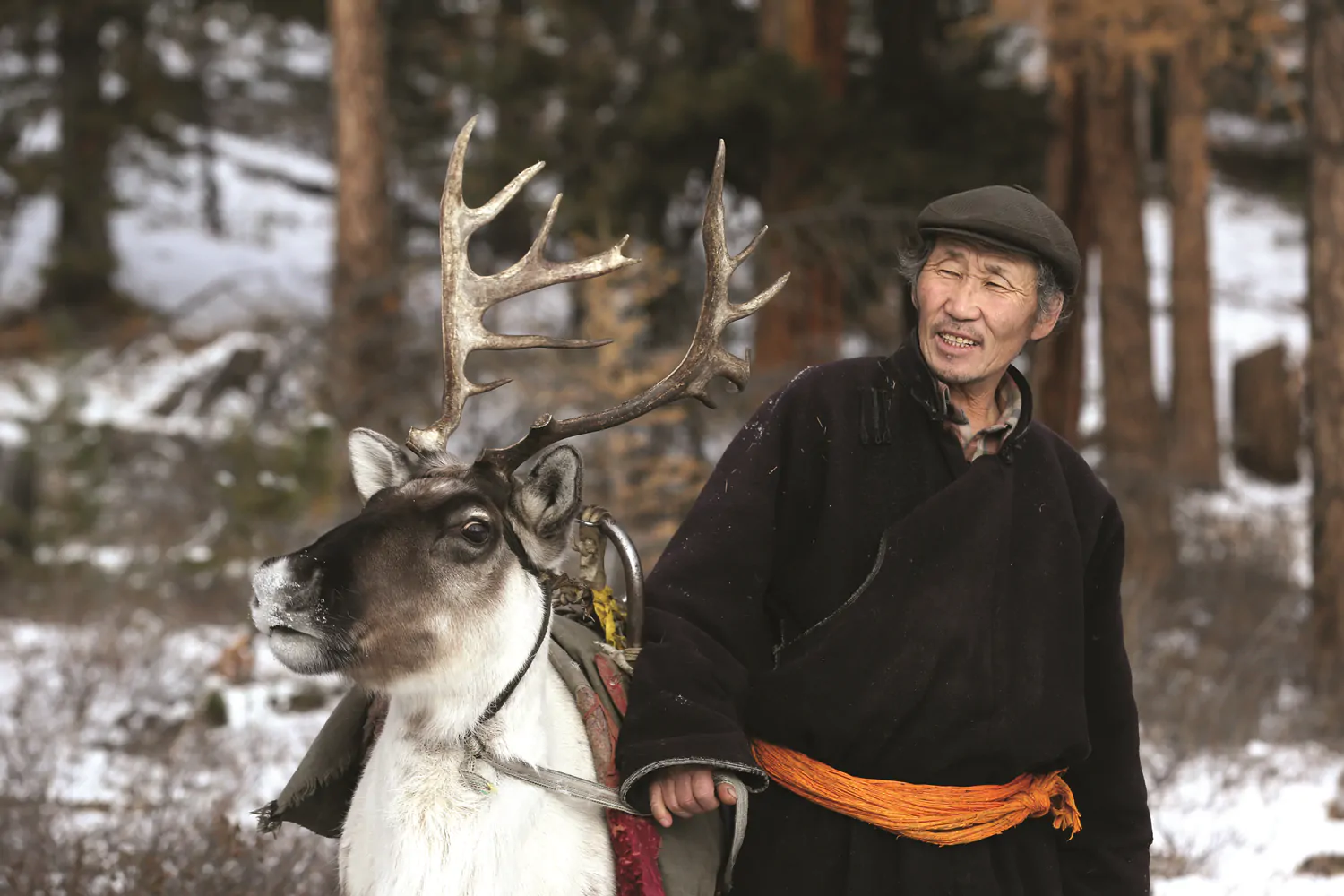 Reindeer and Tsaatan Tribe in Mongolia