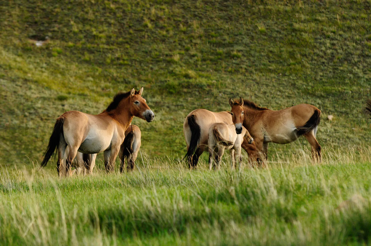 Takhi wild horses in Hustai national Park