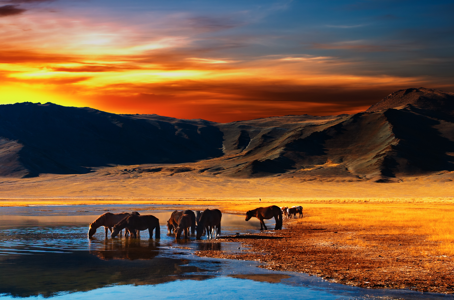 Drinking horses Mongolia | equestrian tourism  |